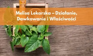 Codzienne picie melisy: Korzyści, dawkowanie i przeciwwskazania