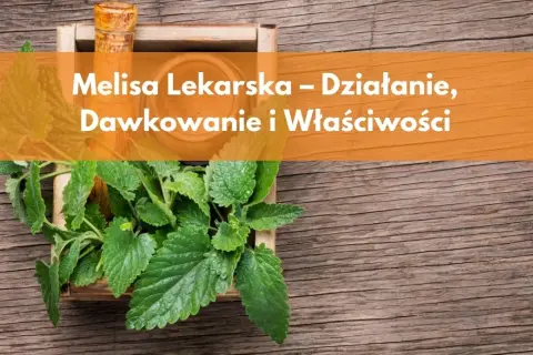 Codzienne picie melisy: Korzyści, dawkowanie i przeciwwskazania