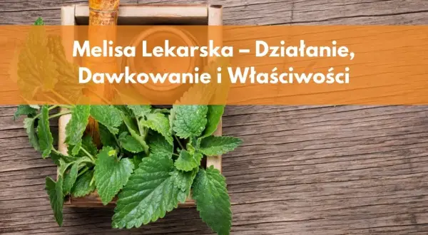 Codzienne picie melisy: Korzyści, dawkowanie i przeciwwskazania